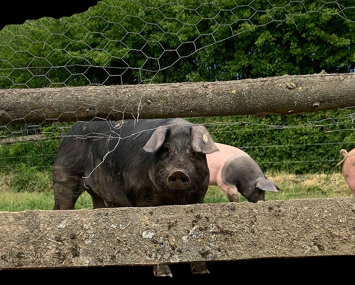 A black pig in a fence looks at the viewer. Two more pigs can be seen in the background.
